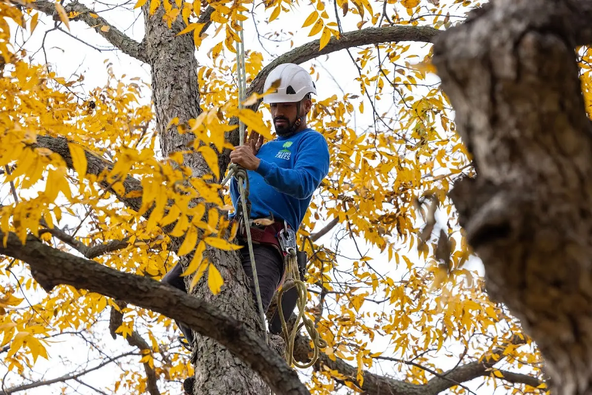 Skilled Storm Damage Cleanup crew working in Colfax